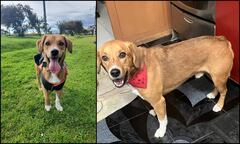 Él es ´Cinco´, un perrito beagle que está perdido en Bogotá