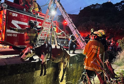 El Cuerpo de Bomberos tuvo que rescatar a una vaca que cayó a un canal de aguas residuales en Bogotá.