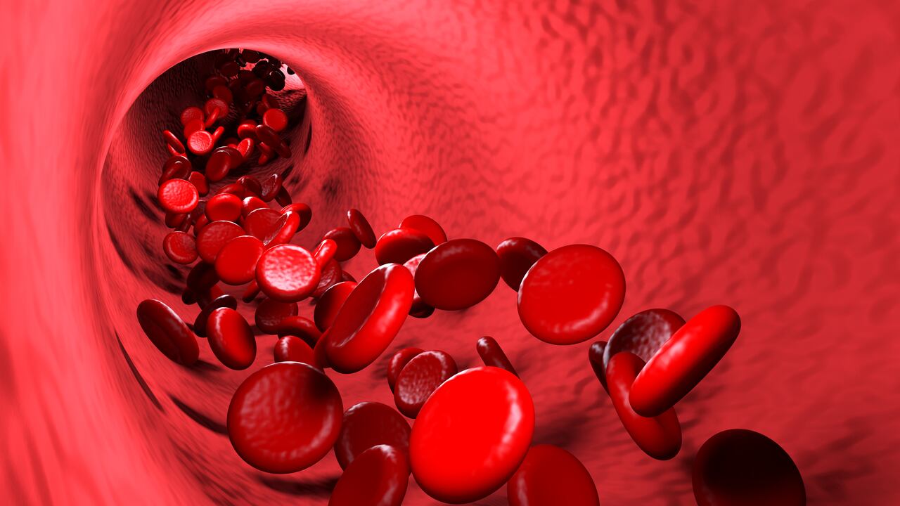 Circulación sanguínea