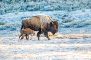 Bisonte o búfalo con cría caminando para encontrar pasto primaveral para comer en el ecosistema de Yellowstone en Wyoming y Montana, en el noroeste de Estados Unidos.