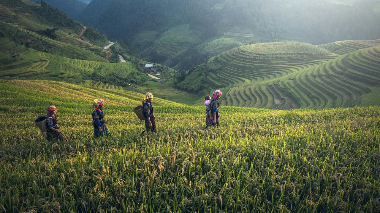 Estos profesionales colaboran estrechamente con el sector agroindustrial para mejorar la eficiencia de las explotaciones agrícolas, garantizando que los métodos de producción sean seguros y sostenibles.