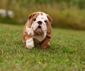 El Bulldog Inglés es uno de los perros más costosos del mundo.