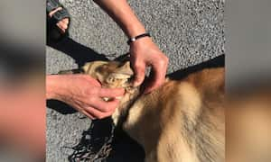 La perrita era arrastrada desde una moto, y obligada a correr al lado del vehículo por una vía rápida.