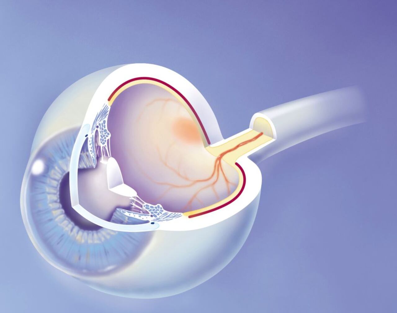 Anatomía del ojo que muestra las estructuras principales con, al frente (izquierda) la córnea, atrás la esclerótica. La córnea a través de la cual vemos el iris detrás del iris el cristalino conectado al proceso ciliar por las fibras zonulares.