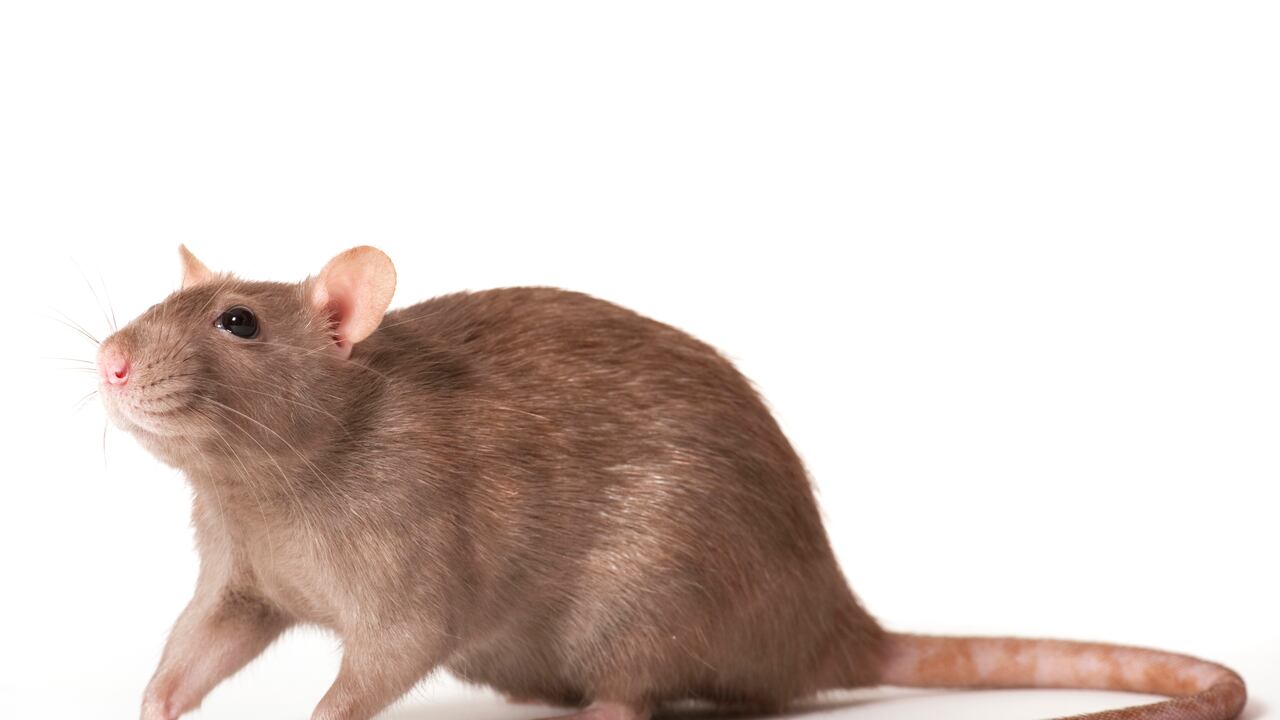 Las ratas suelen aparecer cuando hay mala higiene en el hogar.