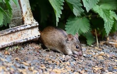 Los ratones pequeños pueden ser muy peligrosos.