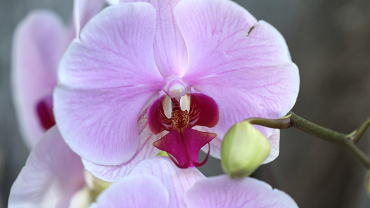 Loas orquídeas destacan por su llamativos colores y formas particulares.