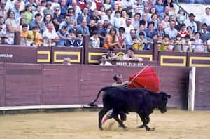 El torero enano Guillermo Gómez se enfrenta a un novillo en el ruedo. Forma parte de una comparsa de enanos que recorren España con la misión de entretener a niños y mayores en el arte del toreo. (Photo by In Pictures Ltd./Corbis via Getty Images)