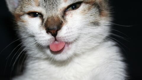 Un gato con la lengua afuera puede significar que está relajado.