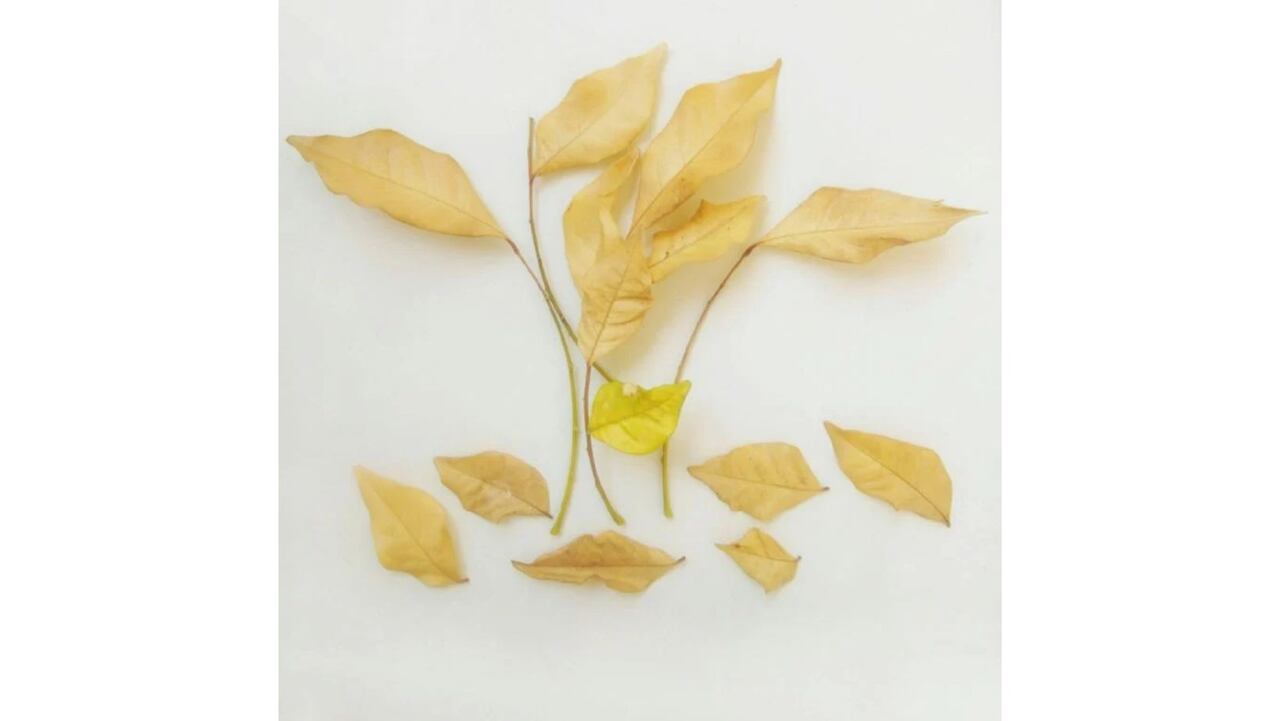 Las hojas amarillas indican que su planta tiene déficit de algún nutriente importante para su crecimiento