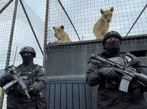 Por maltrato animal, intervienen un refugio con al menos 200 animales salvajes en México