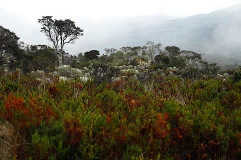 En los ocho jardines botánicos de la provincia boyacense de Ricaurte hay más de 500 especies de plantas de ecosistemas de bosque andino y subpáramo, y más de 40 colecciones de especies nativas.