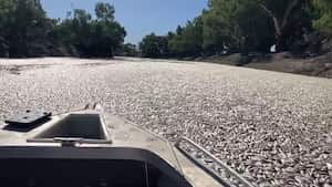 This image grab from a video taken on March 17, 2023 courtesy of Graeme McCrabb shows dead fish clogging a river near the town of Menindee in New South Wales. - Millions of dead and rotting fish have clogged a vast stretch of river near a remote town in the Australian Outback as a searing heatwave sweeps through the region. (Photo by Handout / Courtesy of Graeme McCrabb / AFP) / RESTRICTED TO EDITORIAL USE - MANDATORY CREDIT "AFP PHOTO / COURTESY OF GRAEME MCCRABB" - NO MARKETING NO ADVERTISING CAMPAIGNS - DISTRIBUTED AS A SERVICE TO CLIENTS - NO ARCHIVE