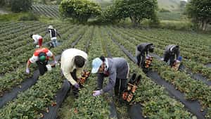 Los productores de frutas serán unos de los beneficiados con el el programa de apoyo a pequeños productores para la adquisición de insumos agropecuarios