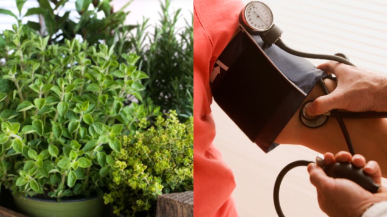 Hipertensión, tensión, presión alta, plantas, hierbas