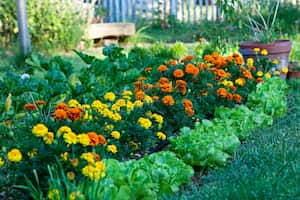 Las margaritas son una de las flores más elegidas para embellecer los jardines.