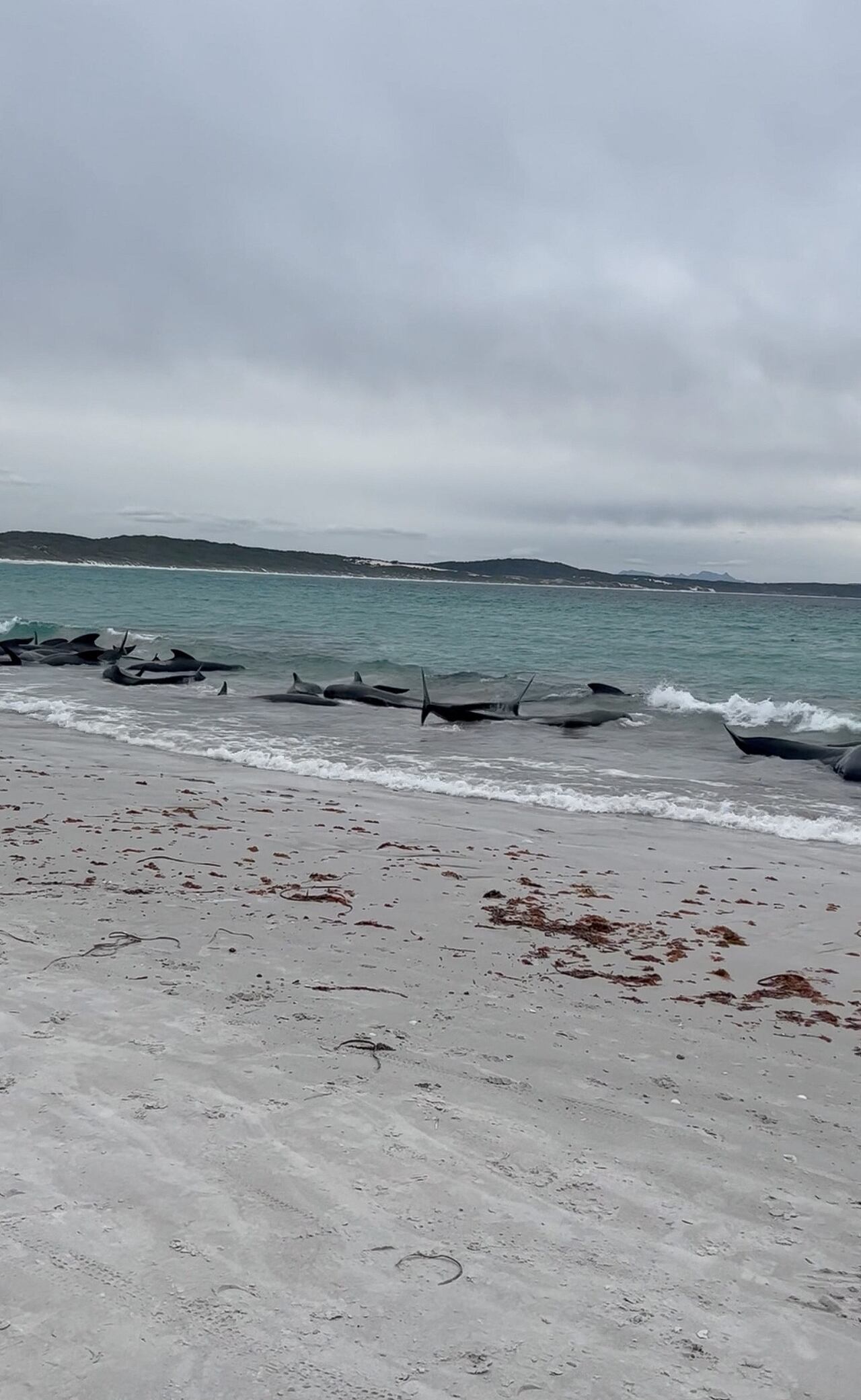A view of pilot whales stranded on Cheynes Beach, Australia July 25, 2023, in this still image obtained from social media video. Courtesy of Allan Marsh/Cheynes Beach Caravan Park/via REUTERS  THIS IMAGE HAS BEEN SUPPLIED BY A THIRD PARTY. MANDATORY CREDIT. NO RESALES. NO ARCHIVES.