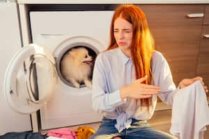 Una de las mayores preocupaciones a la hora de tener un perro se da por los malos olores que pueden desprender.