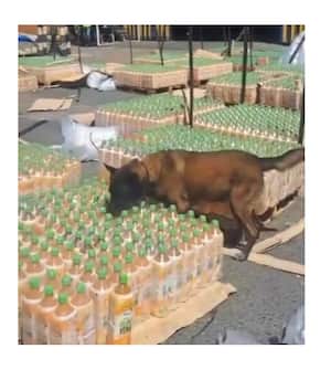 Tako fue uno de los perros que más golpes le propinó al narcotráfico con la detección de varios kilos de cocaína. Foto: Instagram @antinarcoticosponal