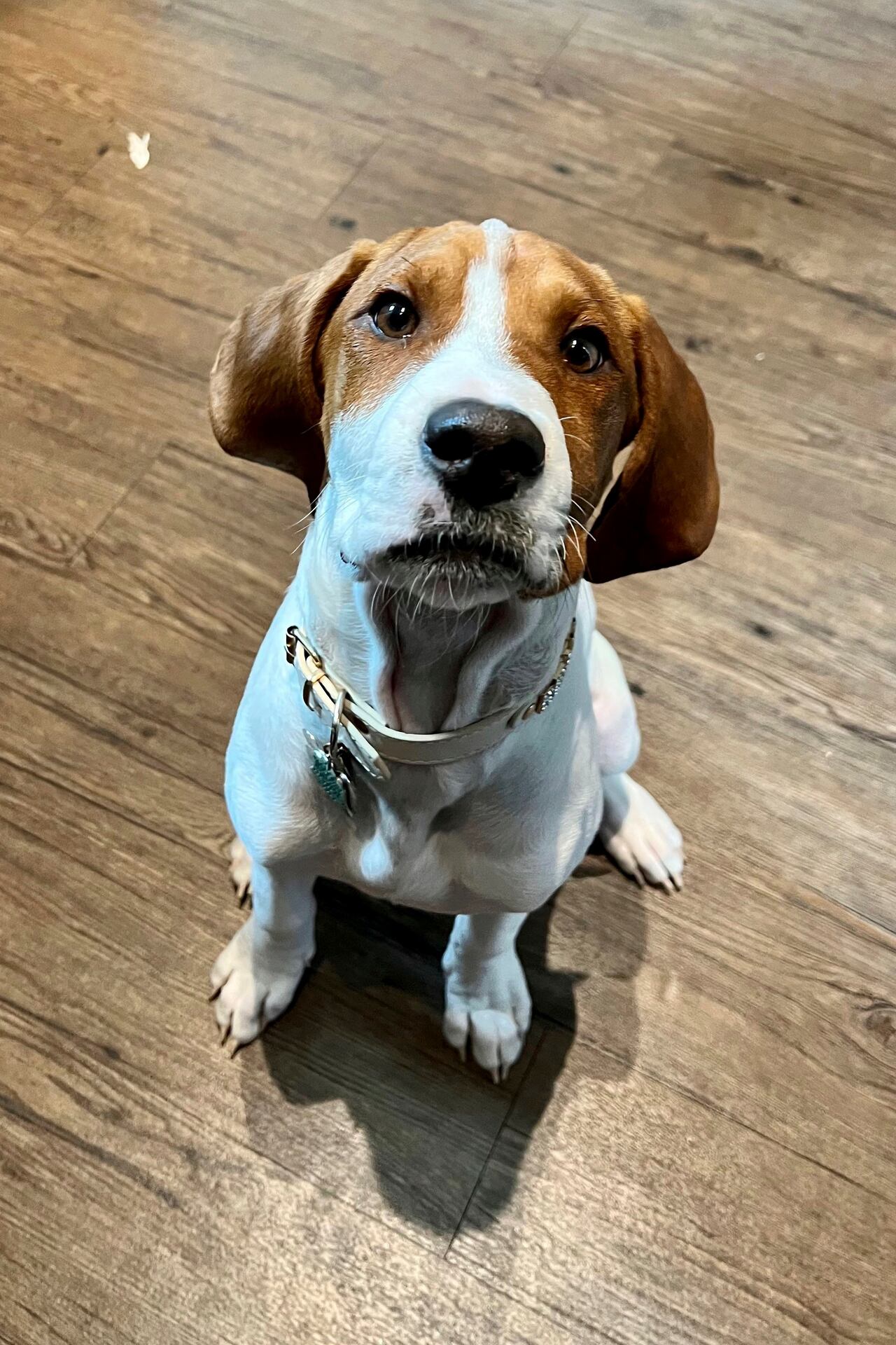 Beau posa para una fotografía en Laurel, Maryland, en enero de 2023. Kristie Pereira busca respuestas después de que el perro enfermo que llevó a un refugio para sacrificarlo apareció más de un año después en un sitio de adopción de rescate. (Kristie Pereira vía AP)