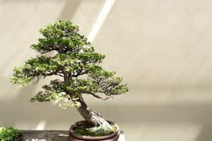 Crear y cuidar bonsáis como un verdadero experto para tener un regalo único.