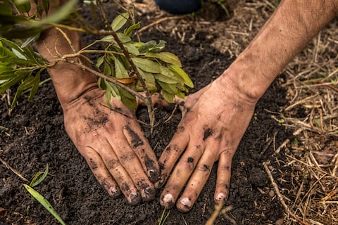 Banco Mundial aprobó donación de US$18,4 millones a Colombia para conservación de bosques en la Amazonia