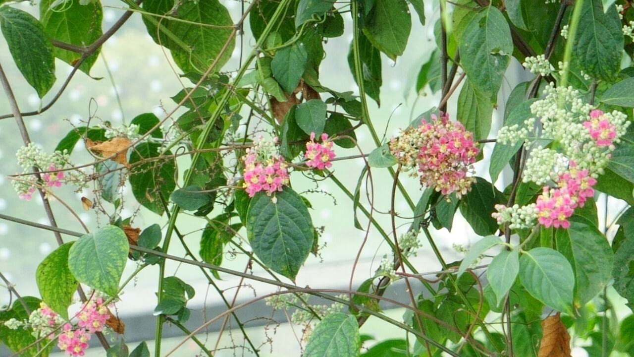 Yagé floreció en el Jardín Botánico de Bogotá