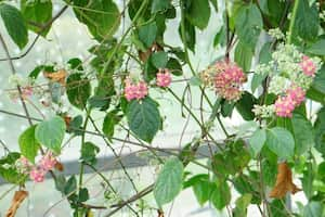 Yagé floreció en el Jardín Botánico de Bogotá