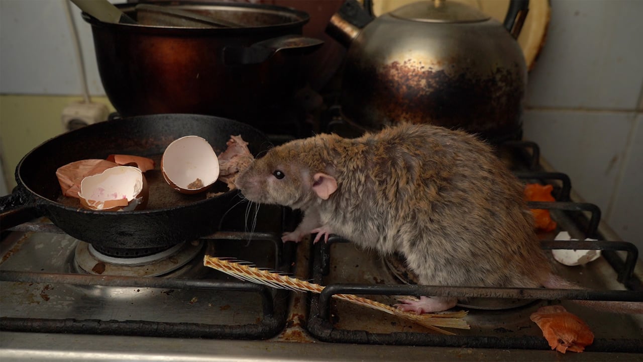 Los ratones son portadores de enfermedades.