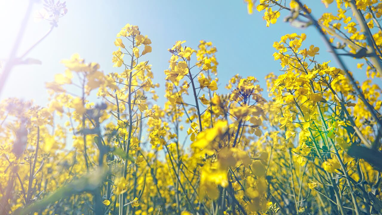 Las flores amarillas representan la llegada de la primavera