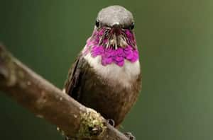 Colibrí luminoso (Calliphlox bryantae).