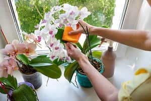 En el mundo del cultivo de orquídeas, hay quienes se preguntan si el bicarbonato de sodio puede ser un aliado en la lucha contra enfermedades como el moho y la pudrición de las raíces.