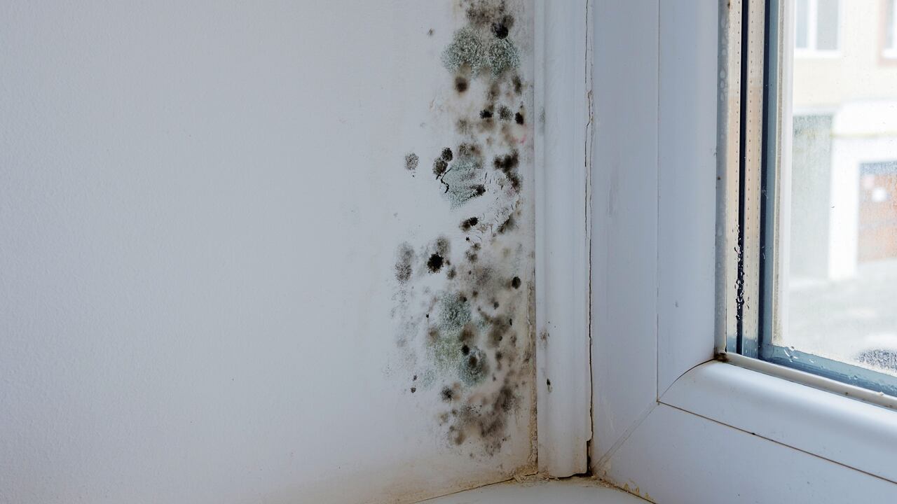 La humedad en las paredes también traer complicaciones en la salud.