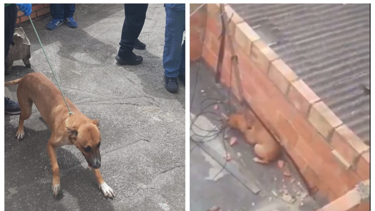 Indignante caso de maltrato animal en Bogotá