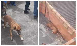 Indignante caso de maltrato animal en Bogotá