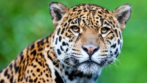 Jaguar (imagen de referencia)