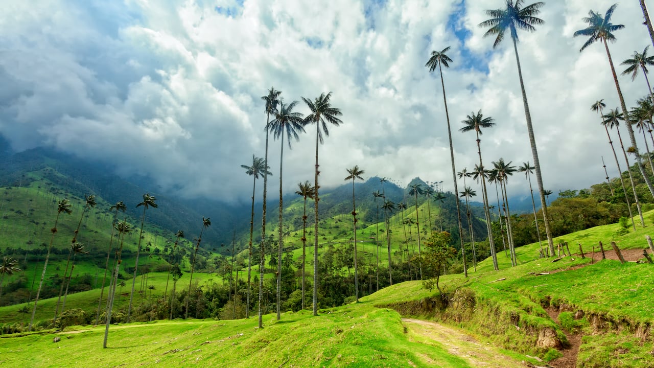 El valle del Cocora es uno de los lugares más bellos que tiene Colombia