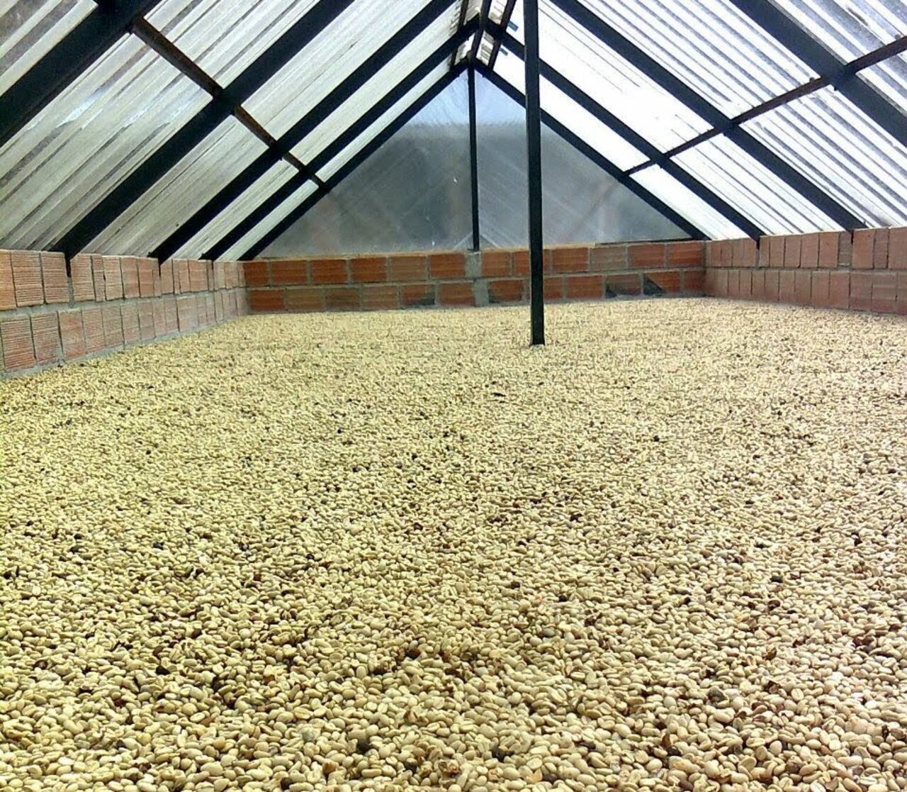 Para estos primeros seis meses de 2023 en el departamento del Quindío se tiene como meta la recolección de 120.000 sacos de café tipo pergamino seco