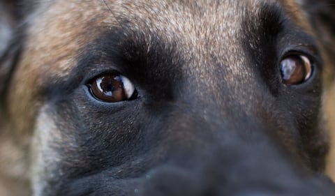 El perro de raza pastor belga fue sacrificado por las autoridades (foto de referencia)