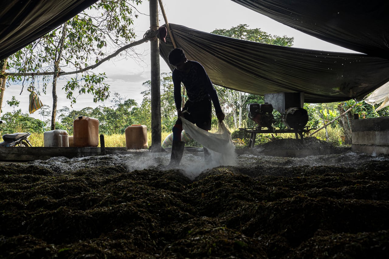 Un trabajador rocía cal sobre hojas de coca trituradas mientras se procesan en pasta de coca en el "laboratorio".