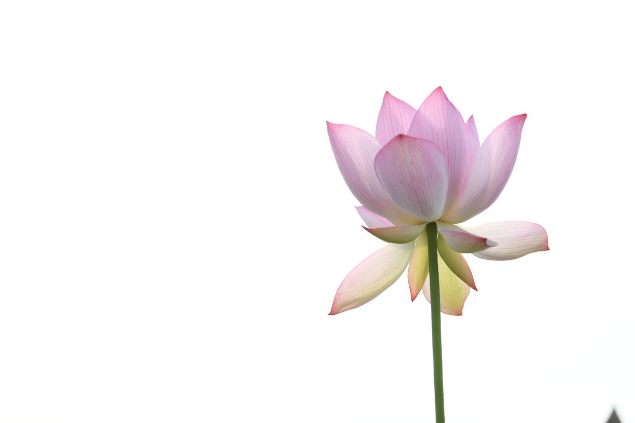 Flor de loto
