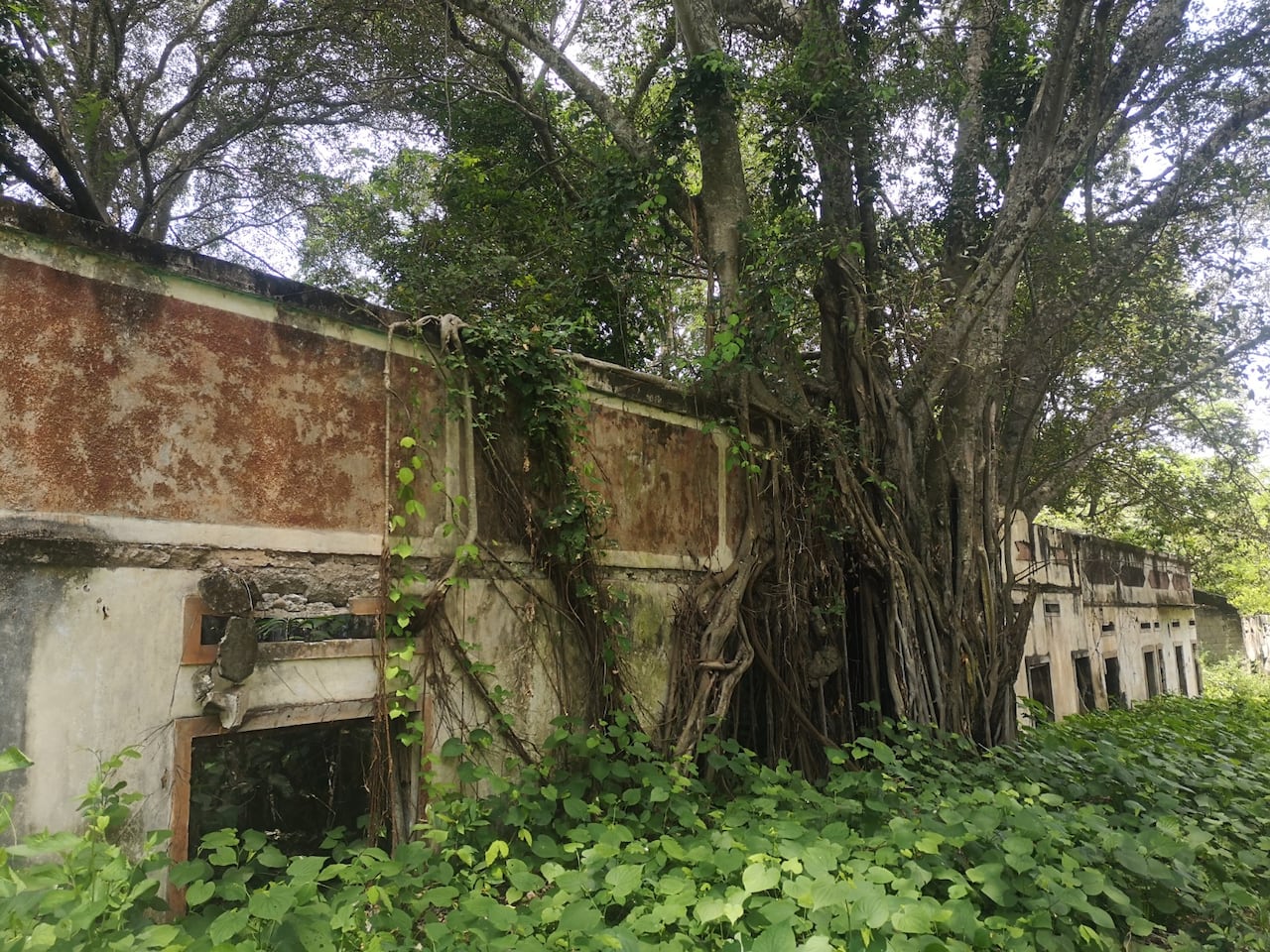 Las ruinas que aún quedan en pie, poco a poco han sido cubiertas por la naturaleza.