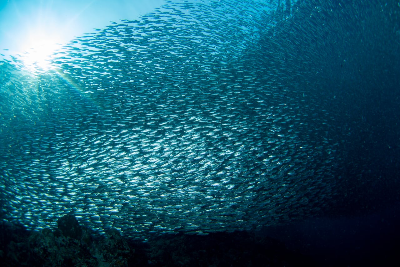 Huge swarm of sardines