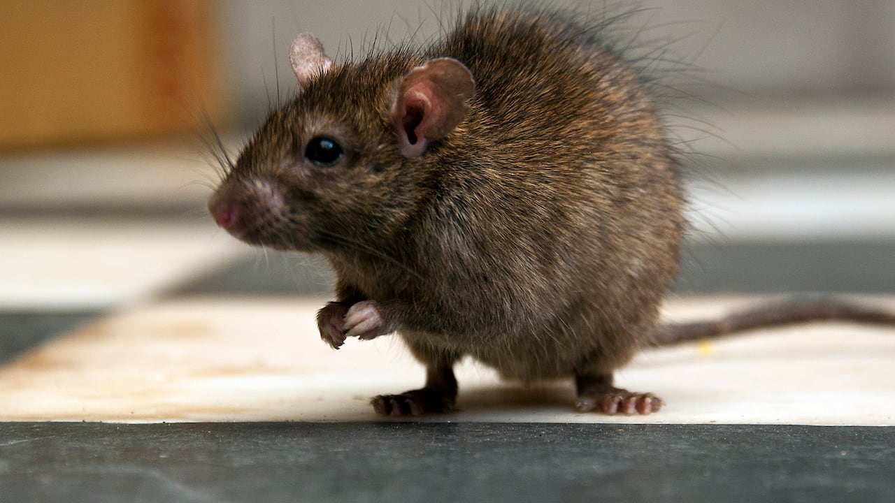 Este tipo de rata suele medir entre 16 cm y 25 cm.