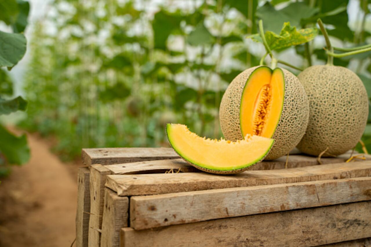 La forma de escoger un melón dulce y en buen estado.