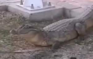 El caimán fue grabado cuando caminaba por alrededor del lago