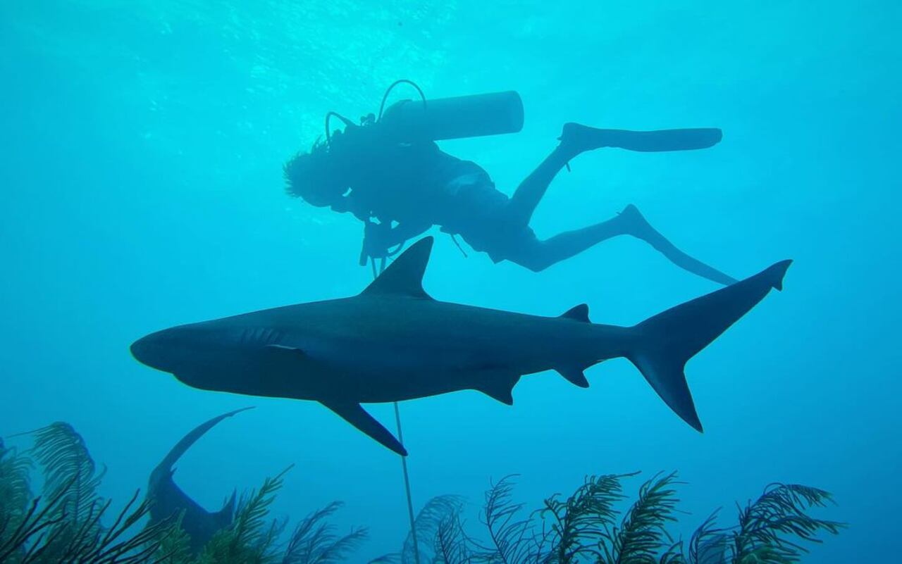 Según Felipe Cabeza, con los protocolos y la instrucción adecuada, bucear con tiburones no representa una practica de riesgo.