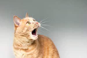 Entendiendo el comportamiento vocal de los felinos: las principales razones del maullido excesivo en gatos.