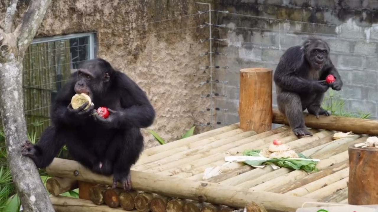 Los chimpancés habían estado por siete años en el Bioparque Ukumarí.