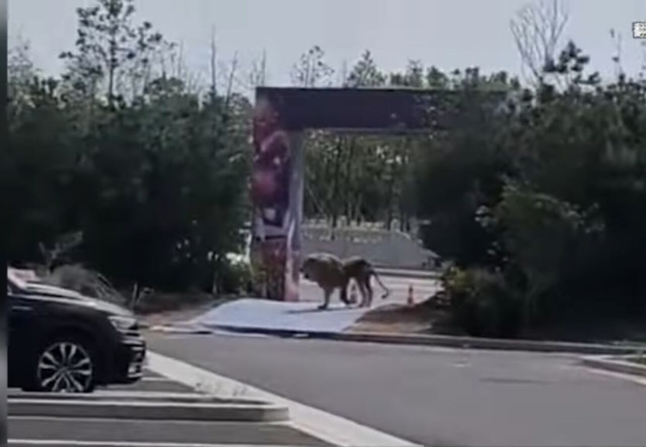 León en la calle
